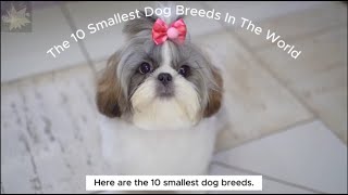 🐕🐶🥰The 10 Smallest Dog Breeds In The World🤗🤗 by Qiu Share - cute & funny animals 453 views 4 months ago 5 minutes, 55 seconds