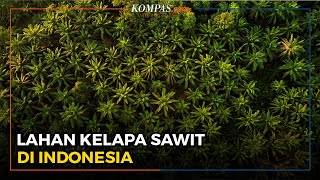 Lahan Kelapa Sawit Terluas di Indonesia, Ada di Provinsi Ini
