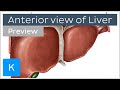 Anterior view of the liver preview - Human Anatomy  Kenhub