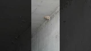 Serçe Yuvası Ardıç Kuşu Gibi Yuva Yapmış