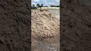 Comment Les Fermiers Nettoient Les Enclos Des Vaches ?