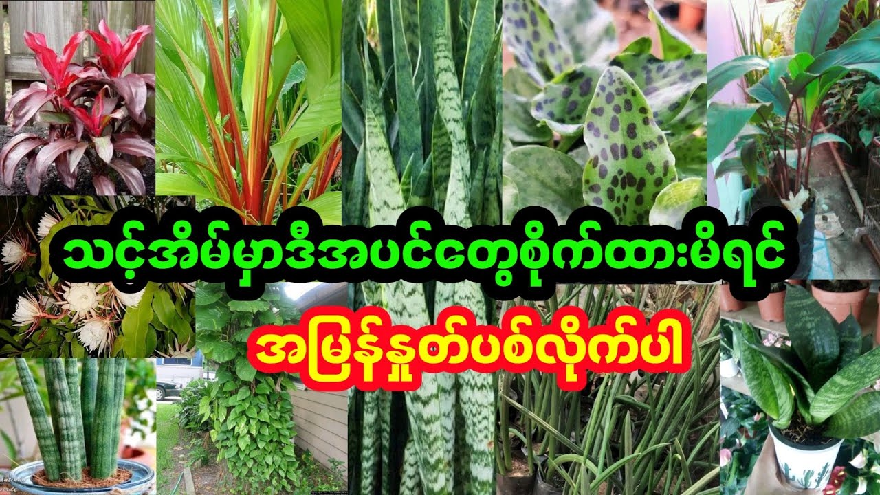 နေအိမ်မှာ ယောင်လို့တောင်စိုက်မထားသင့်တဲ့ဂမုန်းပင်များ စိုက်ထားမိရင်အမြန်နှုတ်ပစ်ပါ