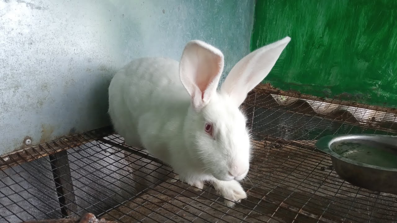 O nouă rasă in crescatorie, Hycole/Rabbit