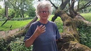 Inner Outer Earth Energies Explained by Willow Tree