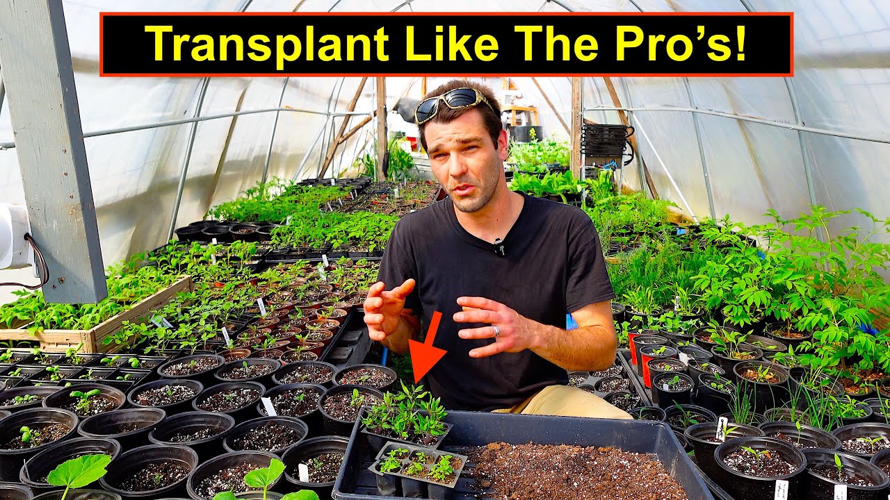 DIY Transplanting Tips For Success! Do It Like The Pro's!