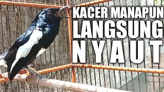 PANCINGAN KACER 100% AMPUH