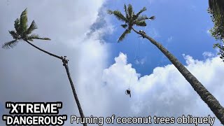 Ekstrim ‼️ Pemangkasan dan Tebang pohon kelapa miring