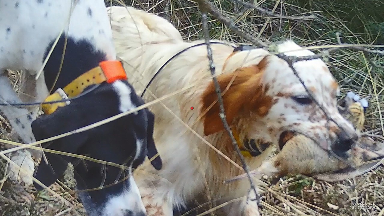 woodcock hunting Greece 25/2/2026μπεκατσες by teo orestiada