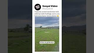 Yabanda annesi tarafından terk edilmiş halde bulduğu yavru ata bakmaya karar veren abimiz ☺️