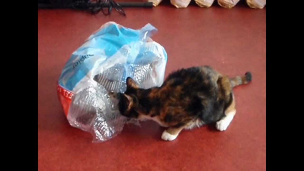 Cat in a Bag! YouTube
