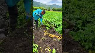 Harvesting Fresh Potatoes Using a Hoe in a Large, Green Plantation Area