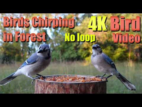 Birds Singing in the Woods, CatTV, Relaxing Sound for Separation Anxiety, DogTV
