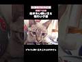 朝なのに飼い主の上から降りない子猫が可愛すぎました【保護猫100日記録〜71日目】 #ネコ #子ネコ #ねこ部