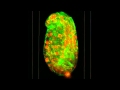New Microscope Peers at Subcellular Gears in Action