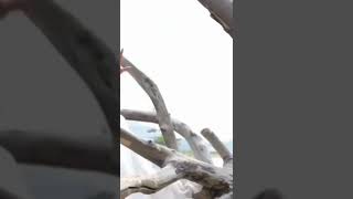 Download Lagu Lagu Baru Erlyn Suzan dan Support Channel RULS TV #shorts #erlynsuzan #musikindonesia MP3