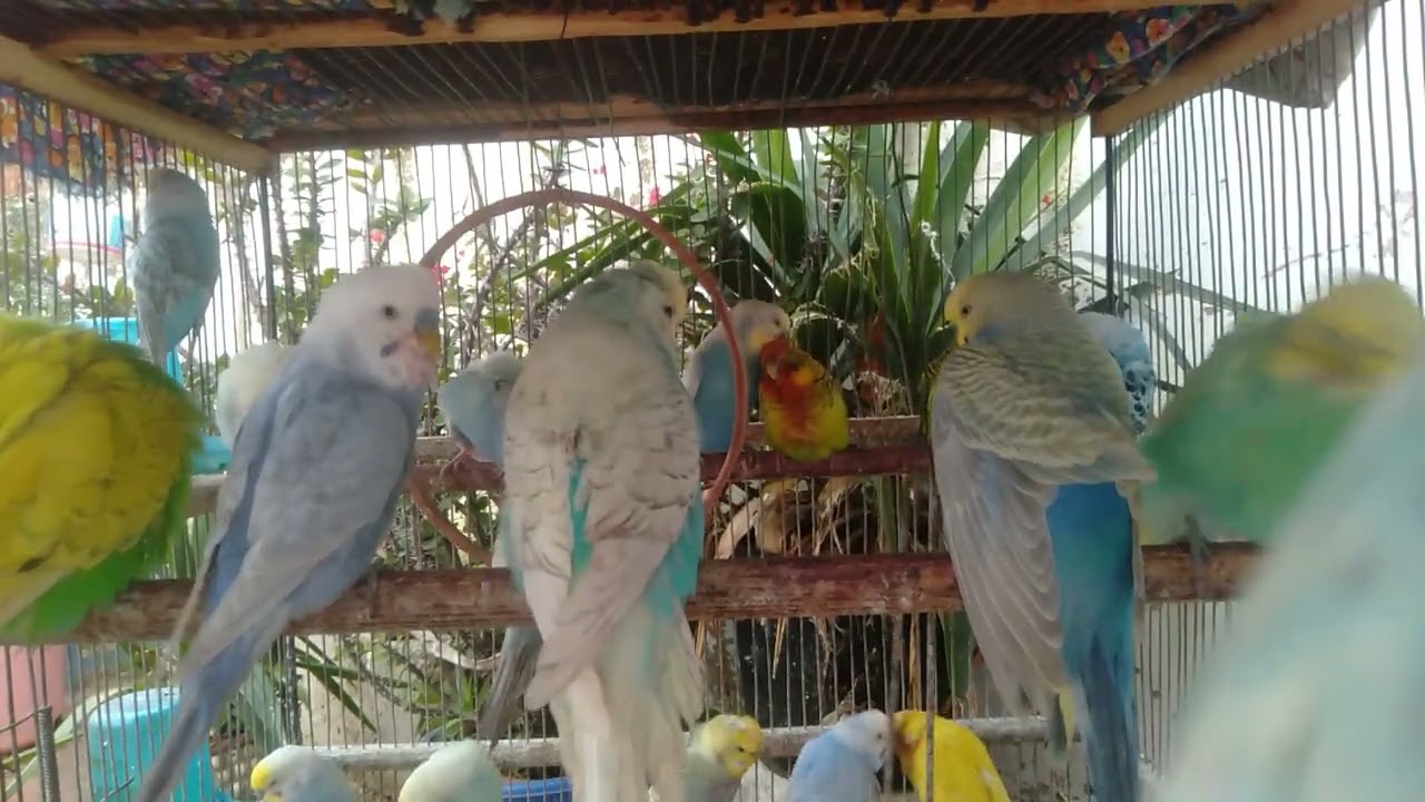 Fugle der glitrer i rolig nordisk stemning 