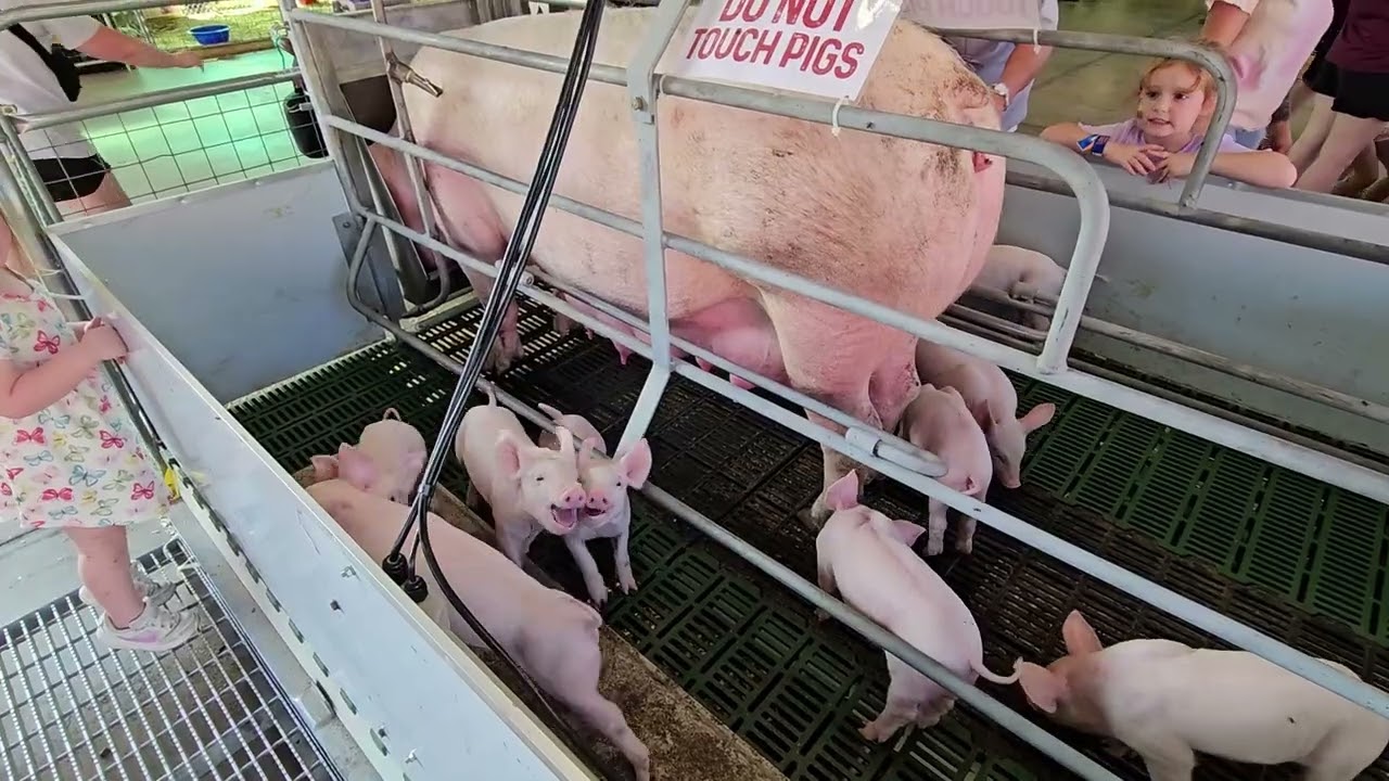 Tennessee State Fair 2025 Wilson County