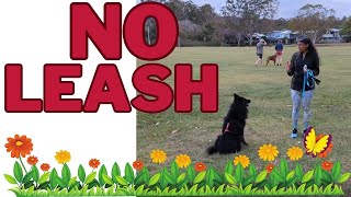 No Leash Progress Training for Belgian Shepherd