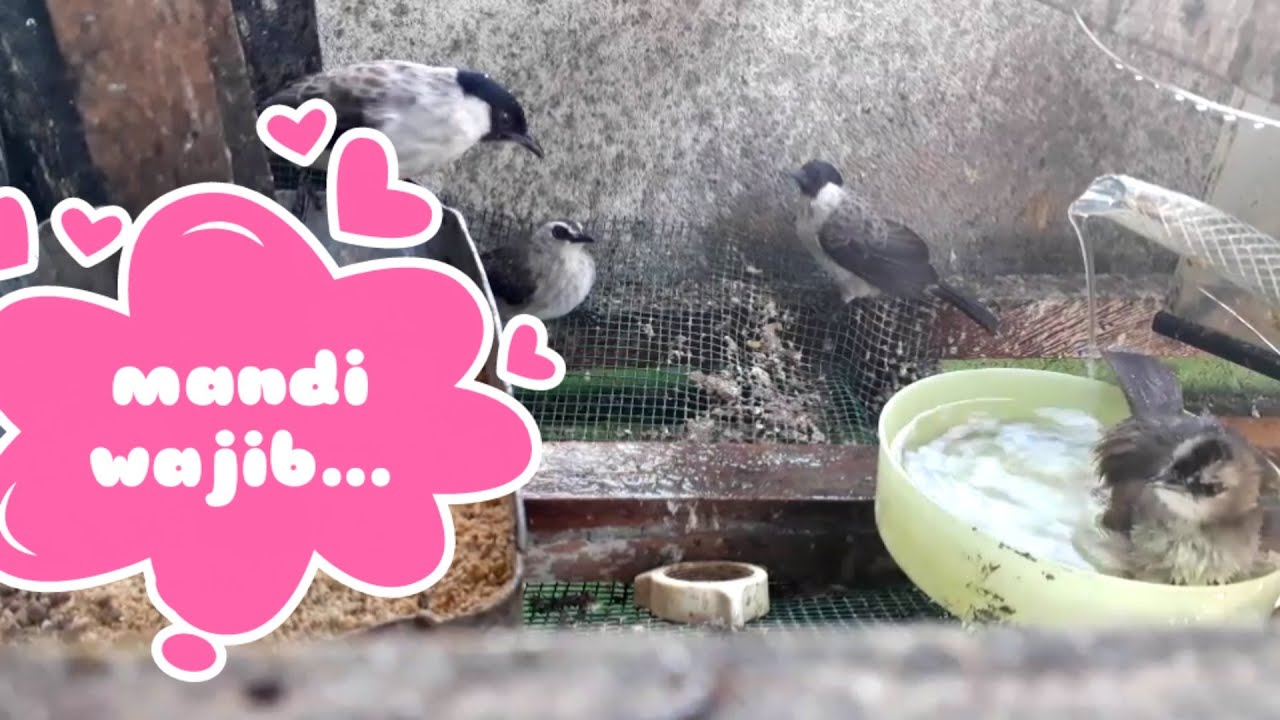 Burung juga harus mandi wajib//bird bathing 