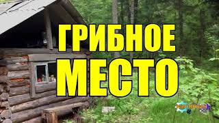 ГРИБНОЕ МЕСТО | ДЕД И МЕНТ | ЖИЗНЬ В ТАЙГЕ