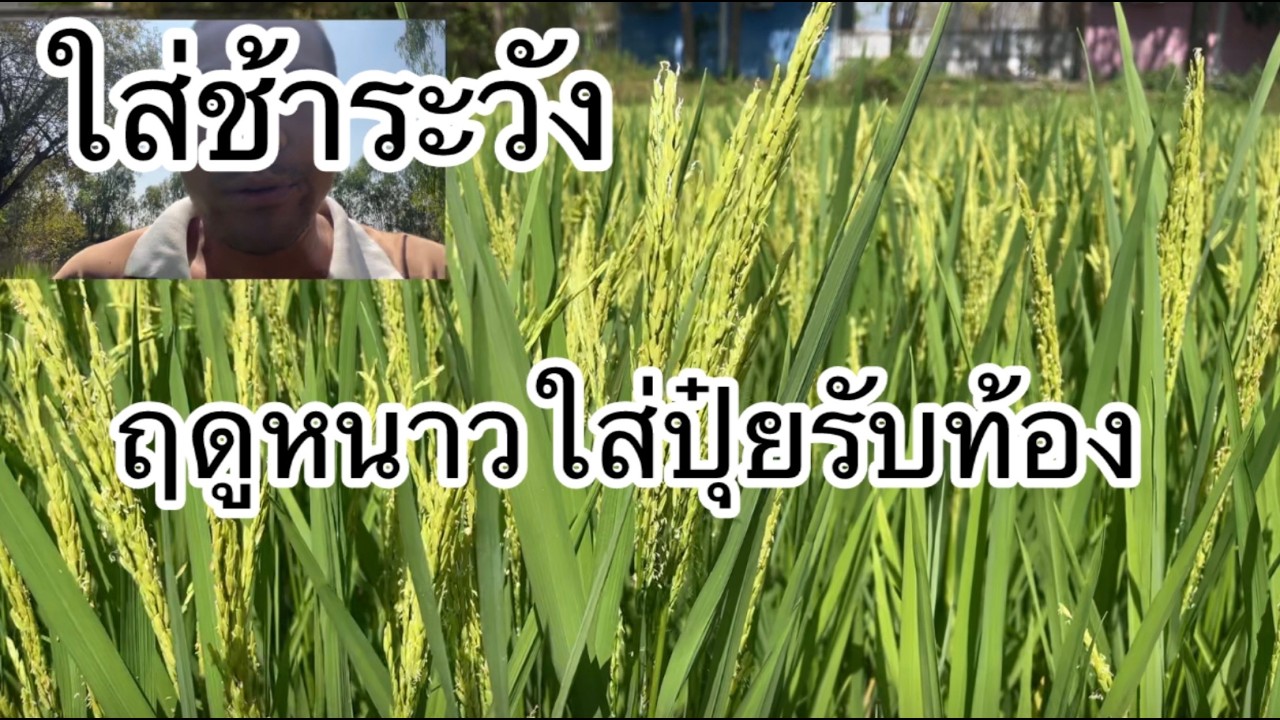 ฤดูหนาวใส่ปุ๋ยรับรวงระวัง