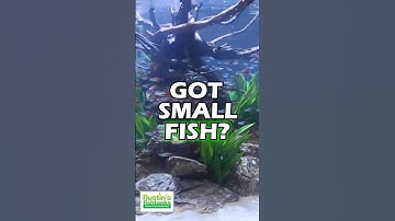 GOT SMALL FISH? GET JAVA MOSS! GOT SHRIMP? GET JAVA MOSS! PART 1