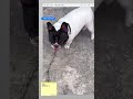#法鬥 邦尼(#狗)在找 #主人 ~哈 #Fadou Bonnie (#dog) is looking for #master ~ha
