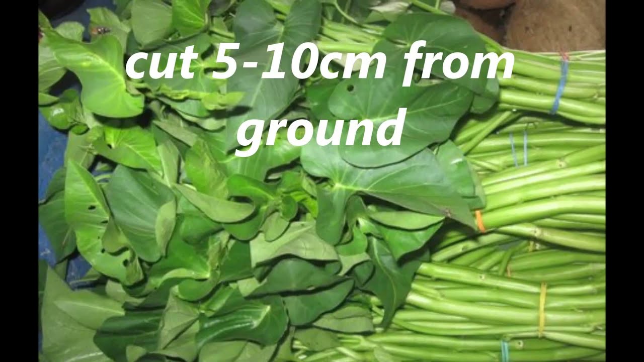 Water Spinach Farming Tips YouTube