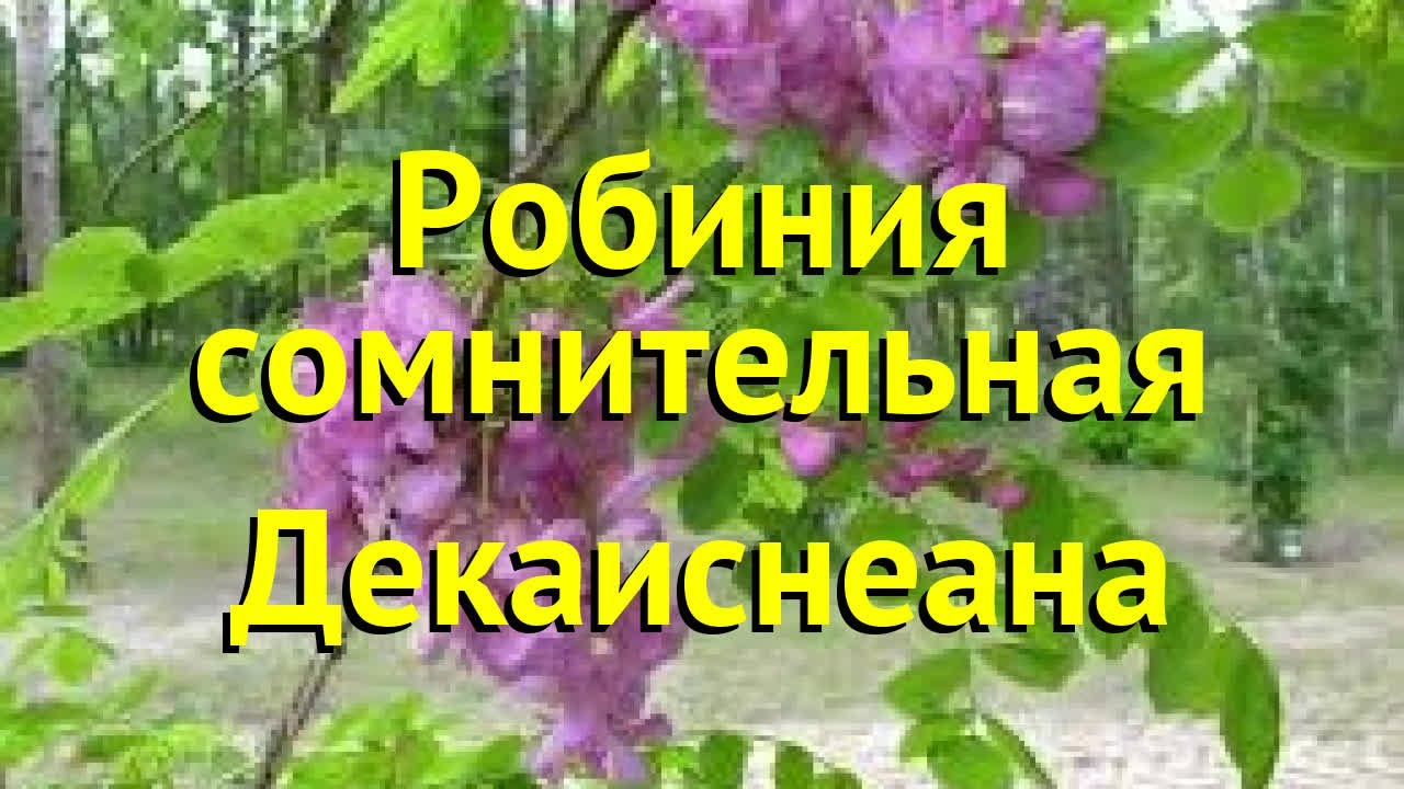 Робиния Декаиснеана. Краткий обзор, описание характеристик robinia ambigua Decisneana