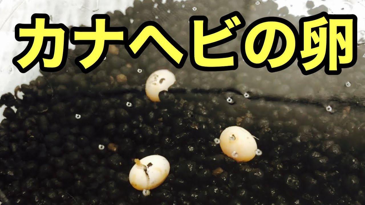カナヘビが卵を生みました【爬虫類】