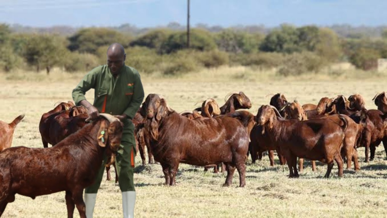Diaspora Goat Tycoon: How A Man Built a Red Kalahari Goat Empire in Kenya While Living in Australia