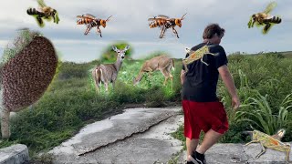 July 6, 2022 Stung By African Killer Bees! Hunting Snakes ,Deer and Grasshoppers in the Everglades