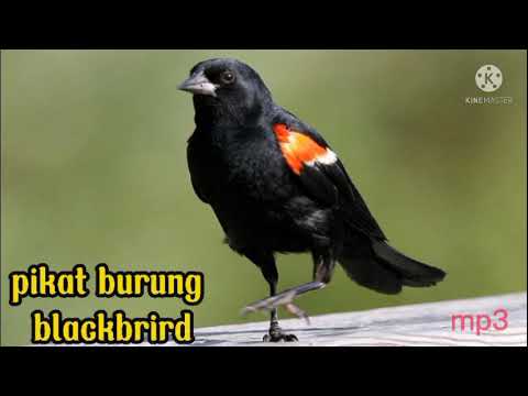 suara pikat burung blackbird