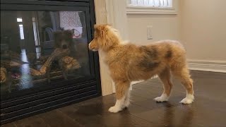 PUPPY SEES REFLECTION | SHELTIE PUPPY DOG CUTE REACTION SEEING HERSELF IN THE MIRROR PUPPY #sheltie