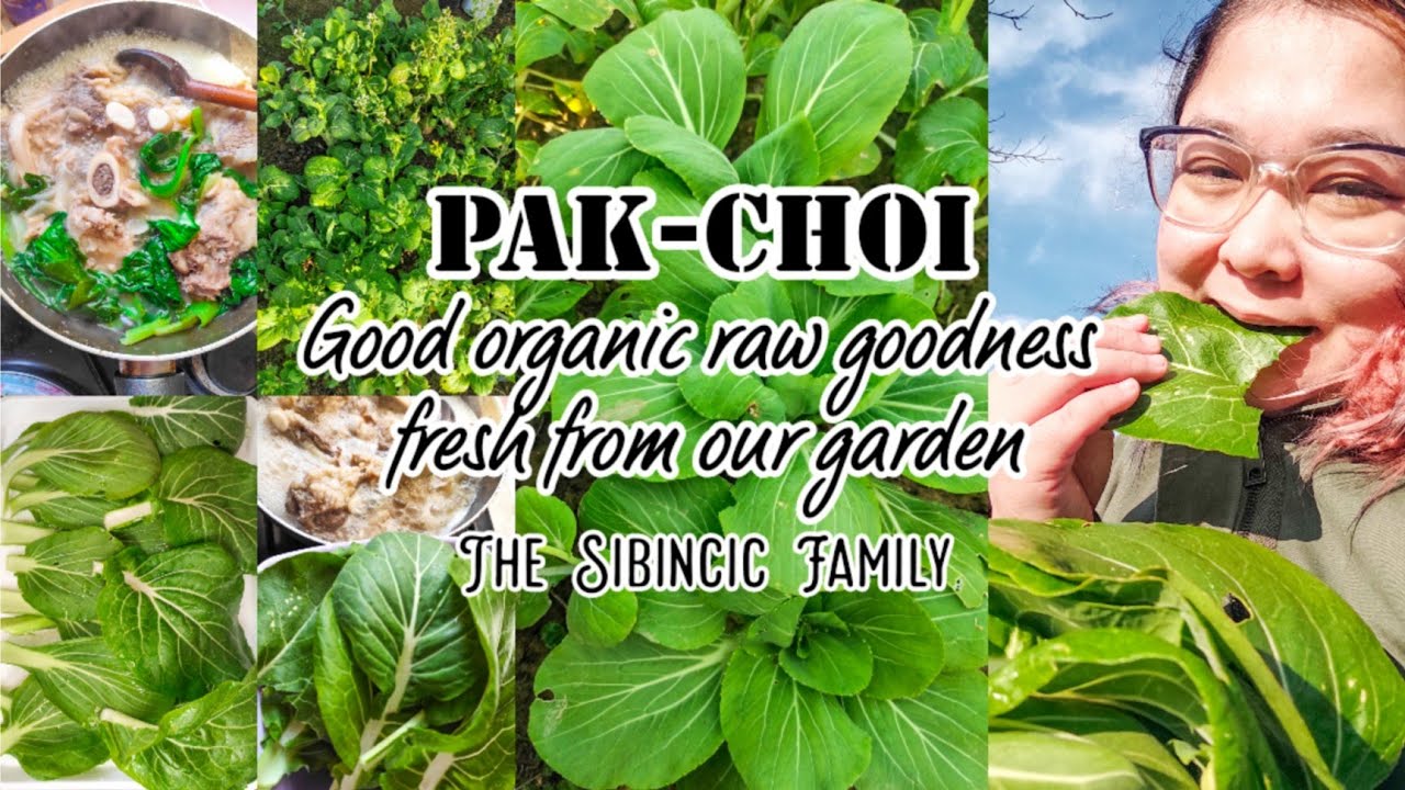 good-organic-raw-goodness-fresh-from-our-garden-pak-choi-raw-plant