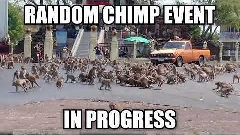 RANDOM CHIMP EVENT IN PROGRESS