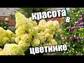 Цветы Августа/ Обзор цветника/ Край цветника из камня/#flowers #лето #деревня #цветы #миксбордер