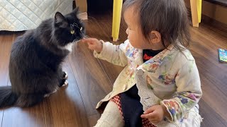 夢中になるあまり娘を泣かせてしまった猫　ラガマフィンとノルウェージャンフォレストキャットThe cat didn't mean to make her cry, but made her cry.