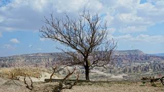 Lonely bare tree in valley against blue sky with clouds