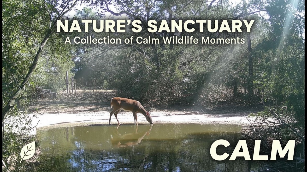Nature's Sanctuary - A calm and soothing way to drift to sleep
