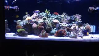 120g Reef Tank - SC aquariums - Start up - initial investment