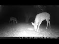 Archive Files of Trail Camera Compilation 20260302 E
