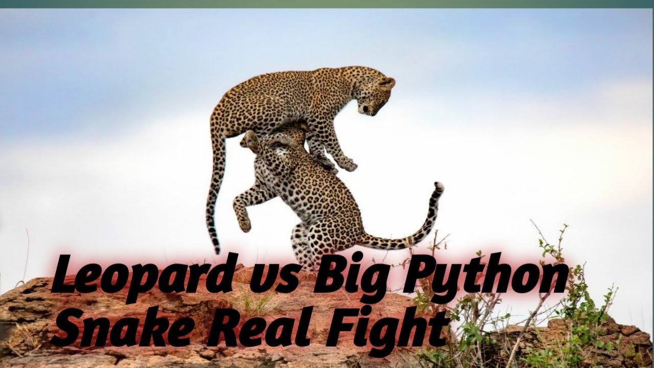 Leopard vs Big Python Snake Real Fight | Leopard Wild Big Battle - Most ...