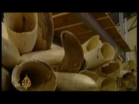 Video: Why 50 Tons Of Ivory Has Accumulated In Zimbabwe