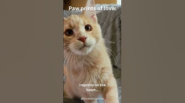 Paw Prints of Love: Etched Moments in Time #shorts #cat #subscribe