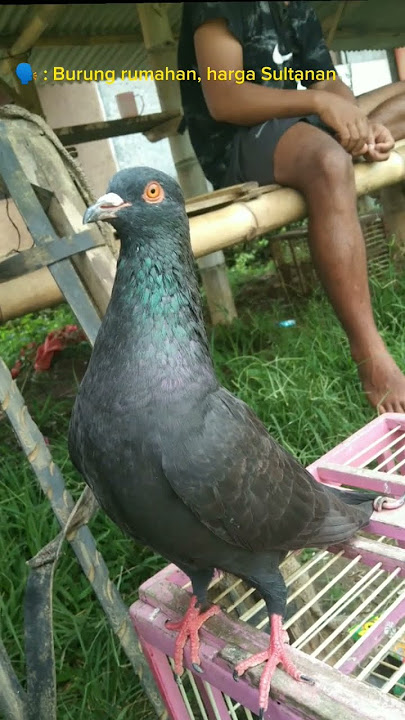 si BOBA hitam manis 😘