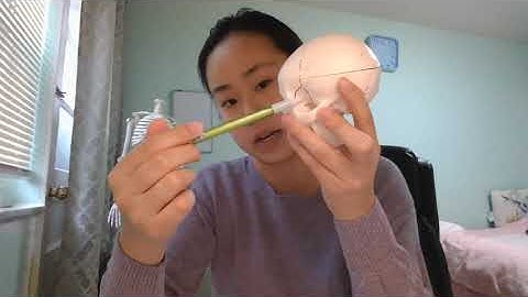 Module 4  Skeletal System Overview