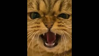## DRAMATIC CAT❤❤#