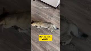 Viski Içen Kedi