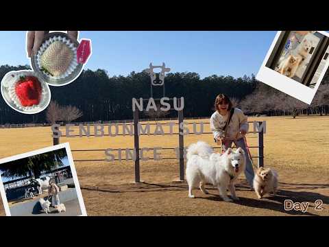 🚗Vlog: Giant strawberries & fluffy chaos in Nasu 🍓🐶 | DAY 2